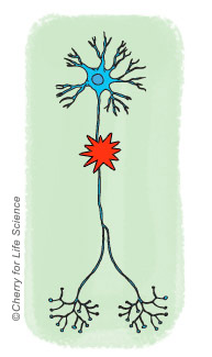 Hypothèse neurobiologique causes de la maladie bipolaire trouble bipolaire